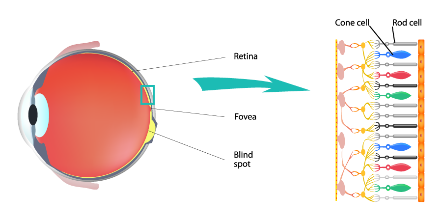 cone cell diagram