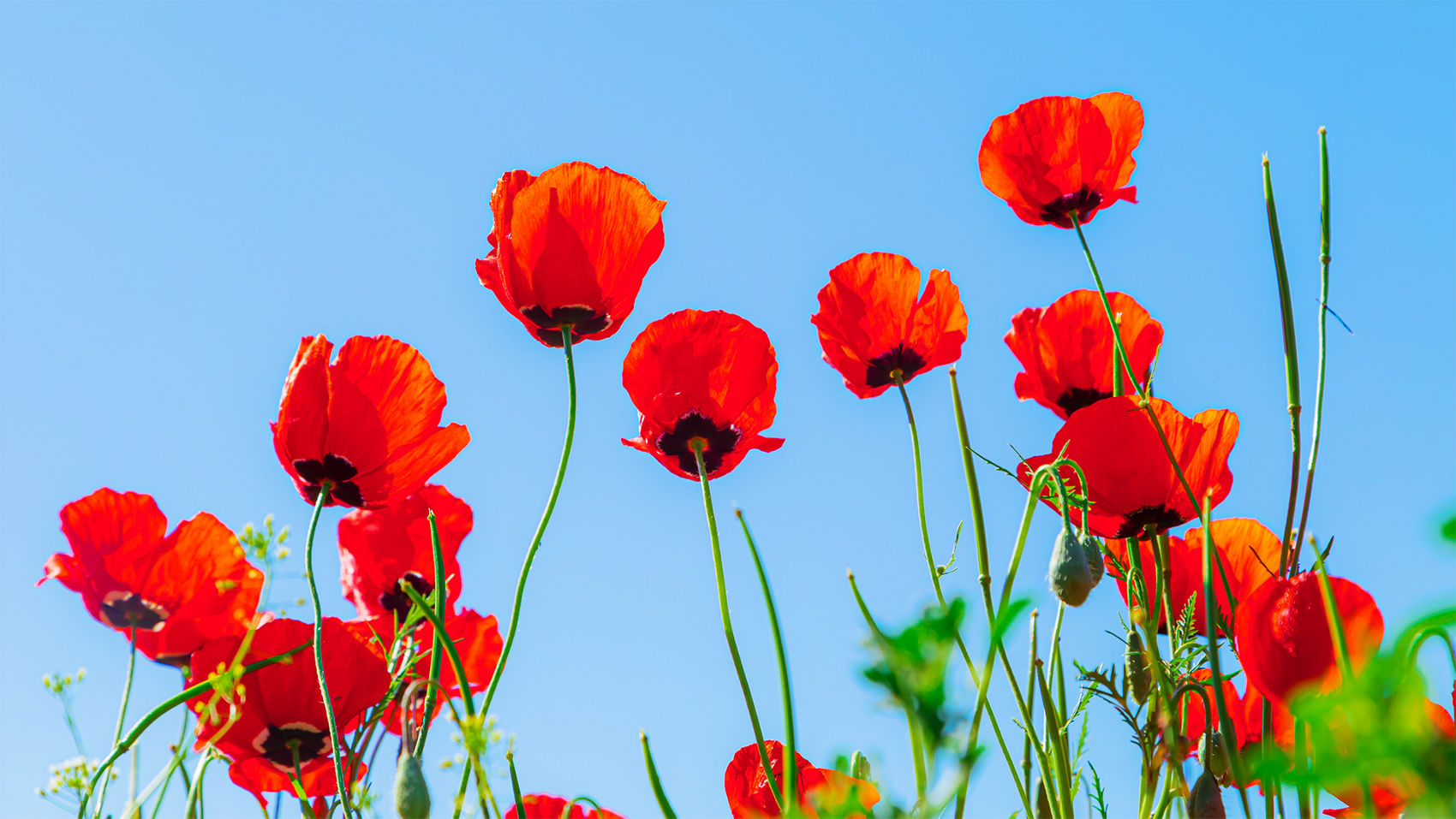 מסך מחשב "23.8 GW2491