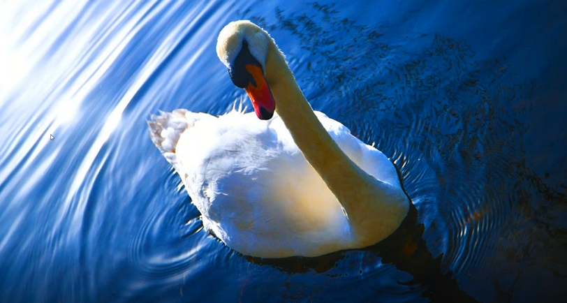 Ein Bild von einem Schwan, das richtige HDR Farben enthält 