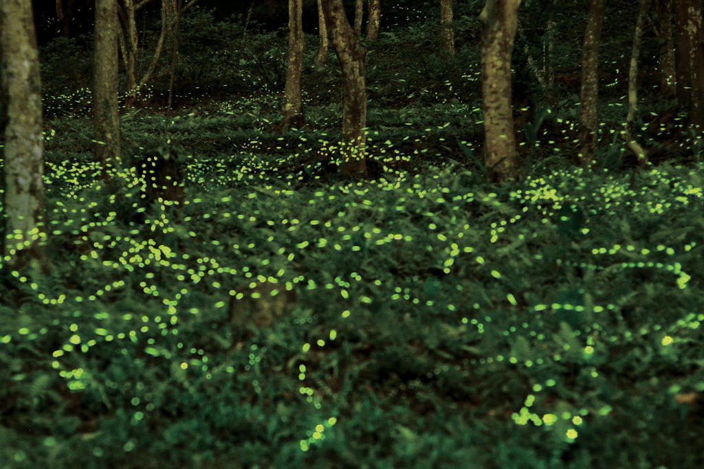 東勢林場螢火蟲