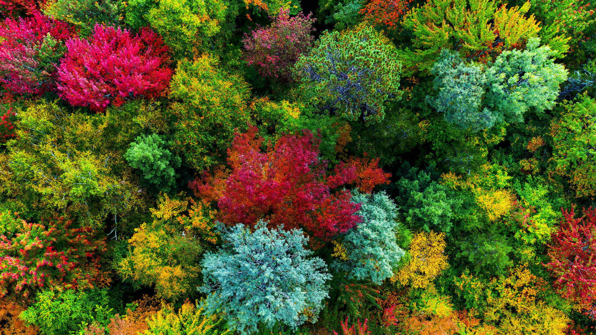 Colors as Directors Envisioned