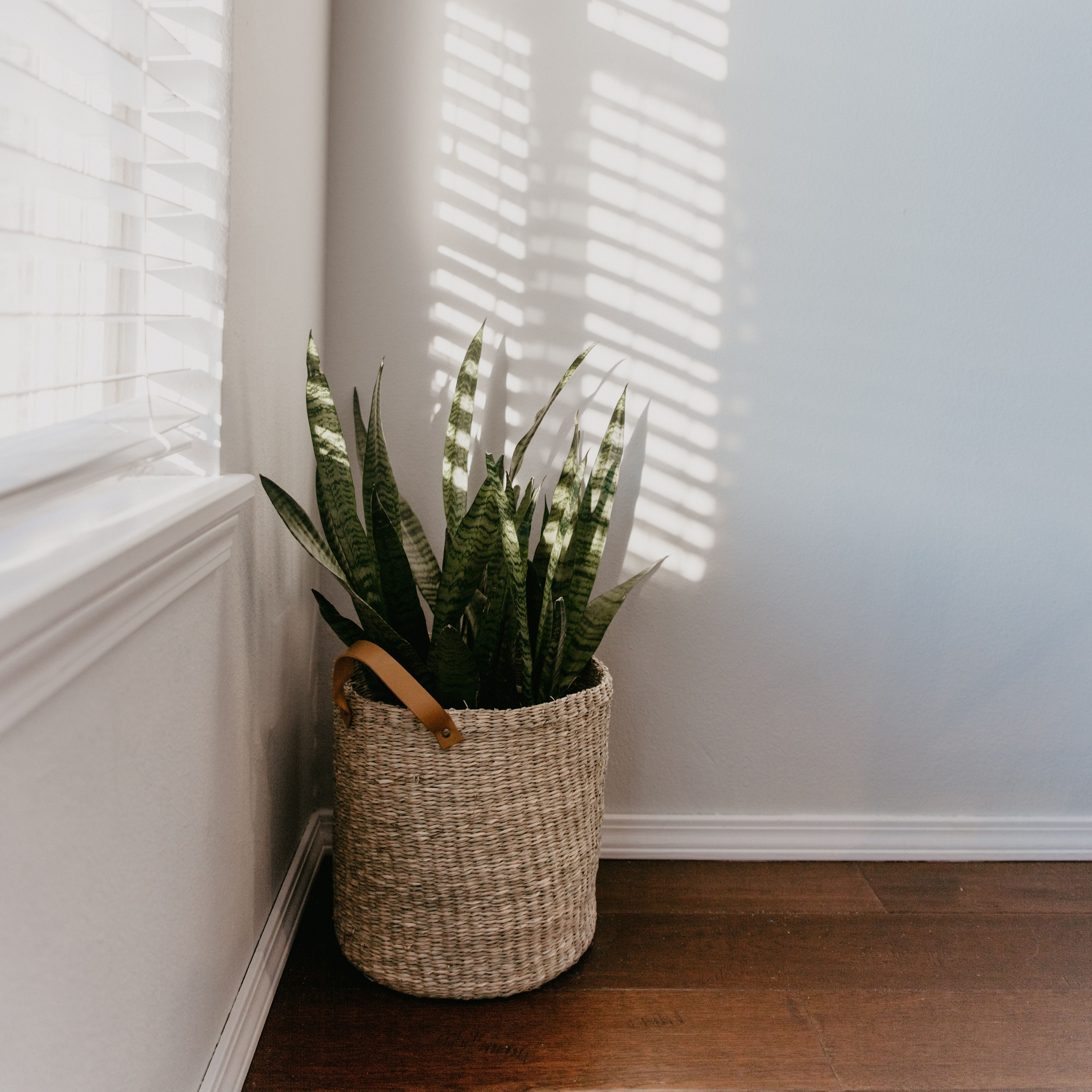 a corner of room with plants