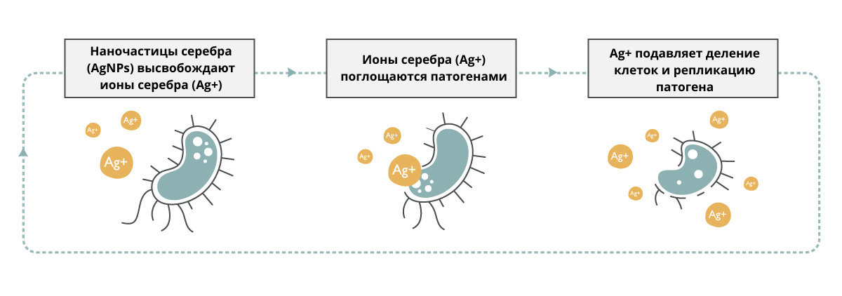 the antimicrobial properties of nanosilver- how does it work?