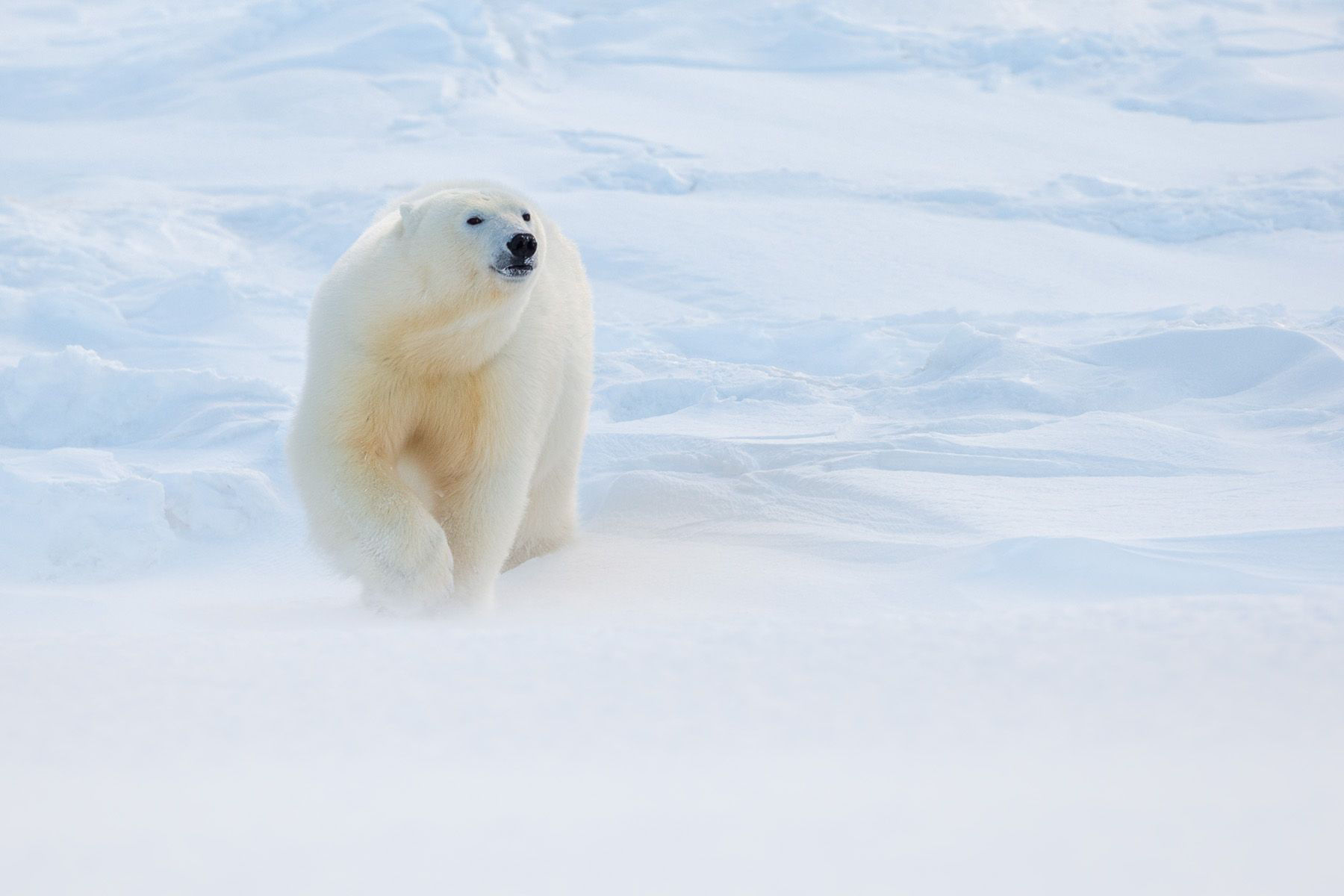An image of  Polar Bear