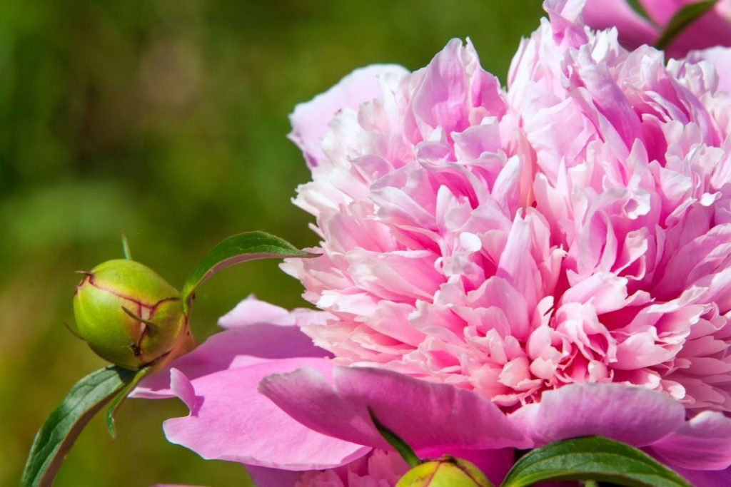 送給媽媽的花語