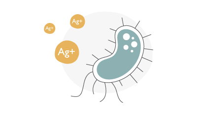 Silver nanoparticles (AgNPs) release silver ions (Ag+).