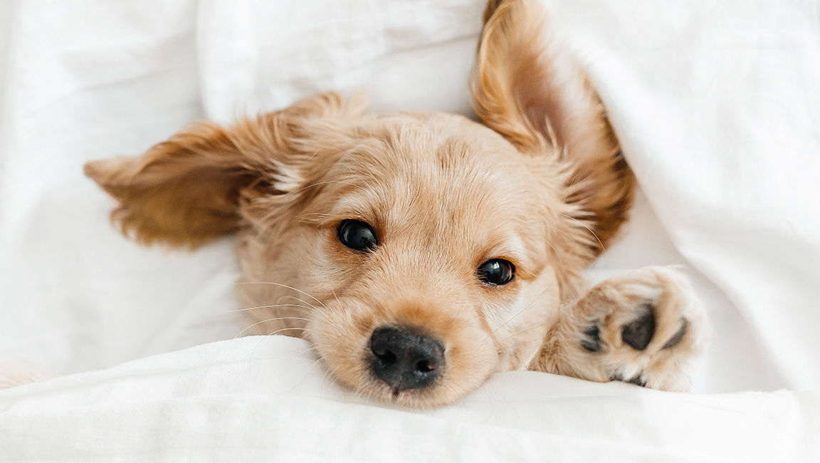 Even brightness across the image on BenQ DLP projector