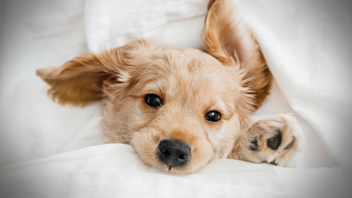 Bright center and dark edges on single-panel LCD projector