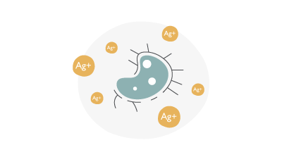 Ag+ silver ion inhibits cell division and replication of the pathogen