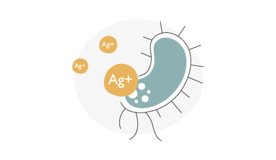 silver Ag+ ion is absorbed by the pathogen.