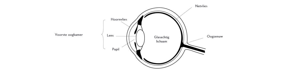 De anatomie van het menselijk oog
