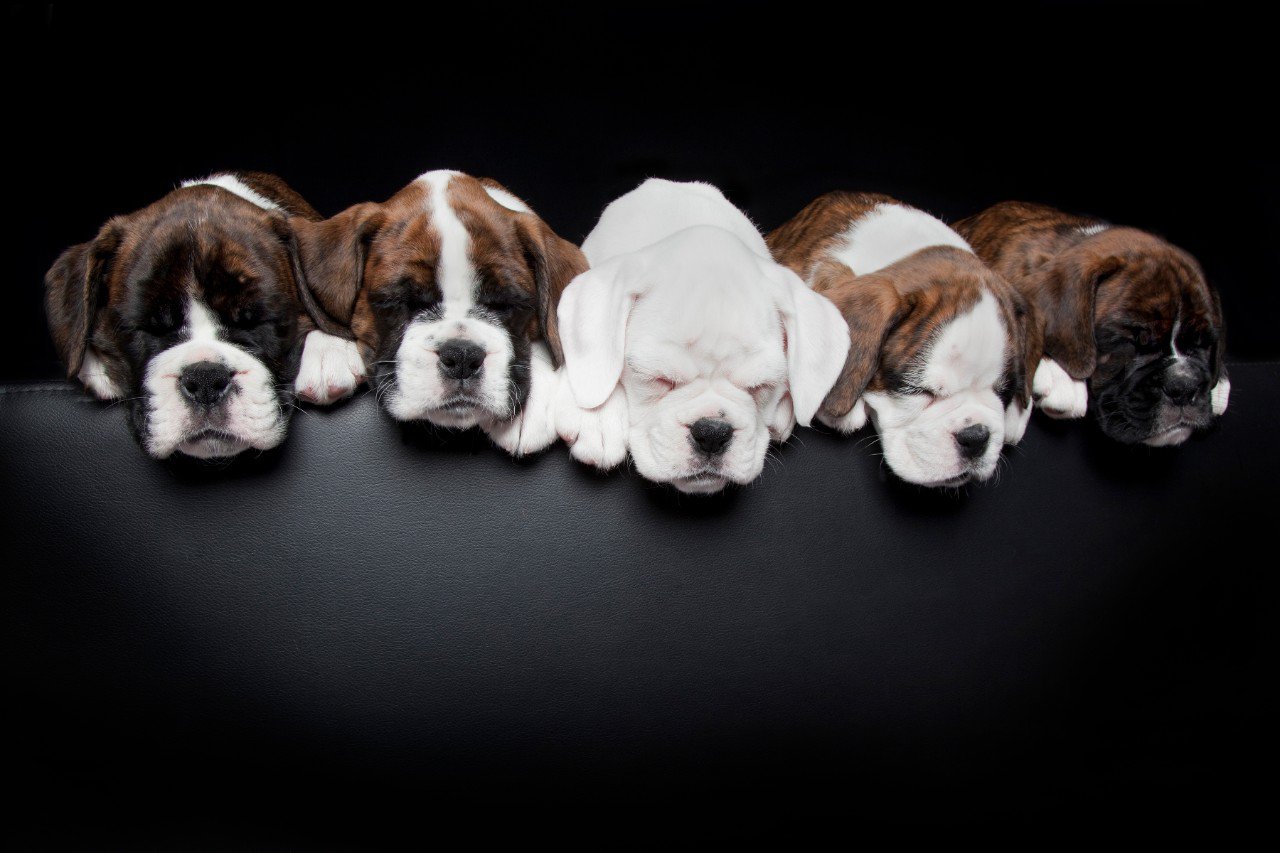 There are five little puppies sleeping.