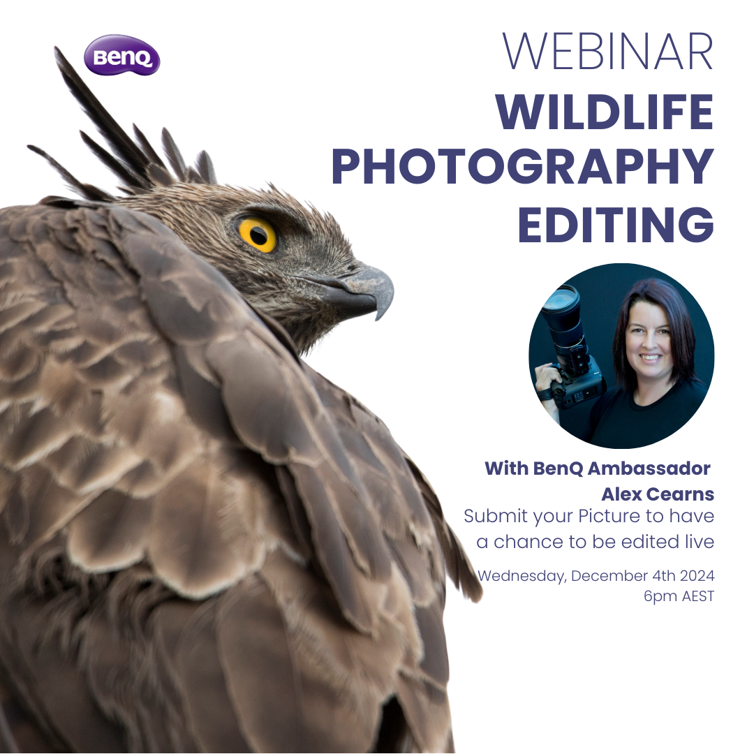 2024 Q4 Webinars - webinar-alex-4dec