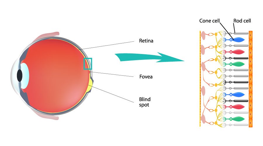 Human eyes can distinguish and detect objects in the dark because of the rod cells.